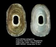 Fissurellidea patagonica